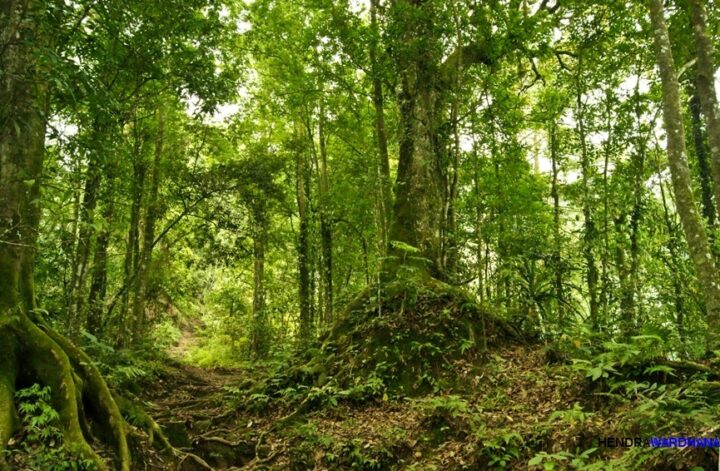 Menteri Kehutanan Bahas Strategi Konservasi Hutan Tropis